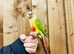 Pineapple conures