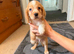 Cocker spaniel puppy's
