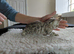 Female snow Bengal kitten