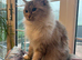 Pedigree Ragdoll female