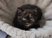 *Pedigree BSH Babies*DNA Health Tested Parents*