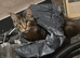 Kitten big boy maine coon