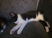 Four lovely and lively Kittens for sale
