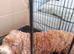 COCKAPOO PUPPYS FOR SALE F1B
