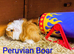 Pure bred Peruvian & Sheltie babies available soon.