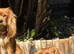 Teddy Ruby cavalier male