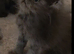 Beautiful Silver Shaded & Black Smoke Persian Kittens