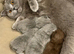 Cinnamon Male GCCF Pure Pedigree British Shorthair - Top Quality