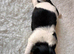 Shih Tzu puppies