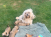 Lhasa Apso puppies