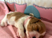 Health Tested Cavalier King Charles
