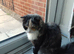9 month old Persian x Scottish Fold female for sale