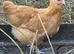 Buff Orpington pullets