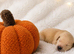 8 Beautiful Golden Retriever Puppies Looking for Their Forever Families
