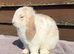 Mini lops