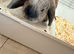 Beautiful bunny for sale