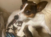 4 Jack Russell x Chihuahua puppies