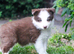Red and White Pedigree Collie Pups