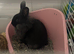 2 female sister rabbits