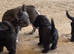 Gorgeous Froodle Puppies