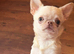 VERY SAD SALE – TINY 1.9KG SMOOTH-COAT CHIHUAHUA GIRL – BEAUTIFUL GREEN EYES & SUCH A LOVING LITTLE GIR