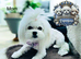 Last Exquisite Esponjoso Royal maltipoo Boy