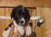 Cocker spaniel puppy&rsquo;s