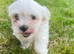 Gorgeous Maltese Toy puppies