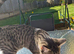 Beautiful young tabby cat