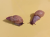 ZANZIBAR GIANT AFRICAN LAND SNAILS