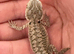 Baby bearded dragons