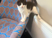 5 month old****Rehome Cat/Kitten