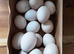 Serama hatching eggs for sale