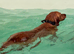 KC Registered Labrador Female