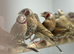 Star finches