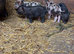 21 piglets for sale