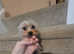 Tiny boy Koby for stud only, silver Yorkshire terrier