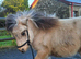 Jambarrie Chandler 1yr old Buckskin Colt