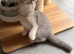 Scottish fold