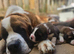 KC Registered St Bernard Puppies &ndash; Health Tested Parents