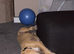 Wheaton bullgreyhound