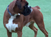 Kc Bobtail
