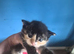 Beautiful kittens, i have both parents