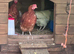 10 Chickens- All egg laying