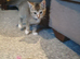 Beautiful kittens