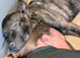 Belgium malinois x Dutch hurder