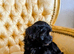 Toy Poodle x Maltese F1 pups