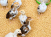 Aseel Chicks & Hen