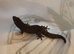 Mourning Geckos