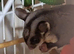 2 brother sugar gliders